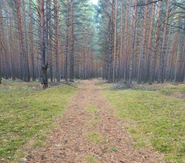 Прирезка лесных участков Кадастровые работы в Чапаевске